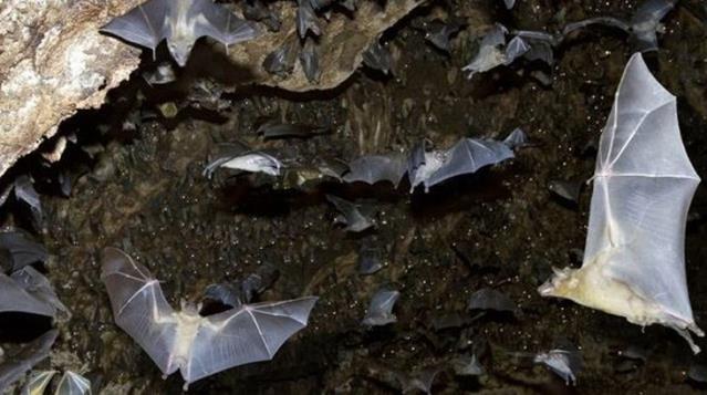 Dünya koronavirüsle mücadele ederken ölüm oranı yüzde 75'e kadar çıkan yeni hastalık kapıda: Nipah virüsü