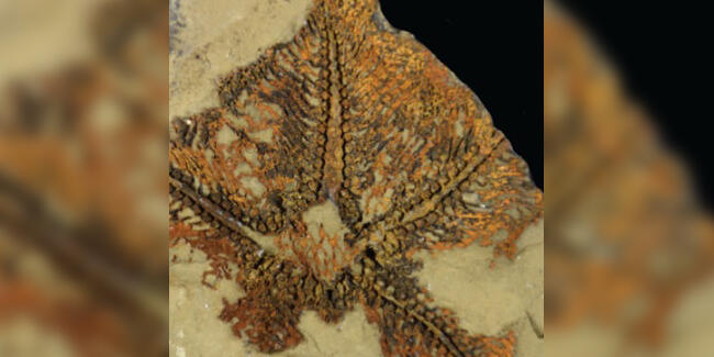 Fas’ta keşfedildi! Dünyanın bilinen en eski denizyıldızı