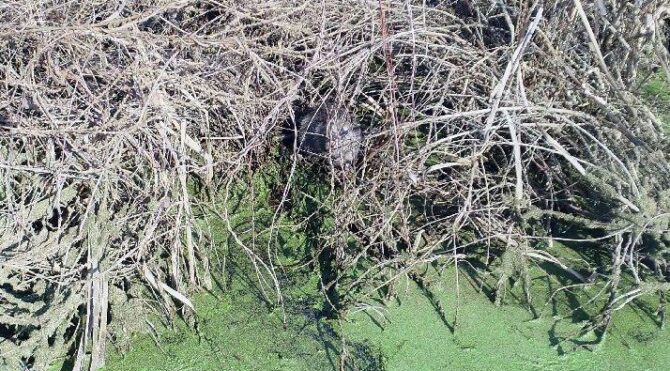 Görenler şaşkın: Sel sularıyla geldiler…