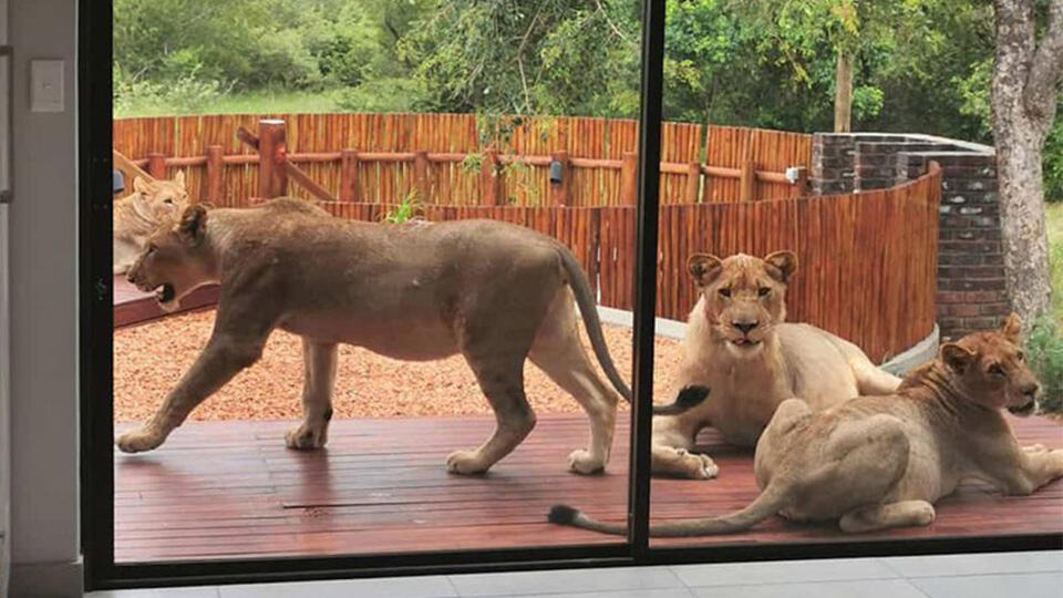 Güney Afrika'da evi aslanlar bastı | Video