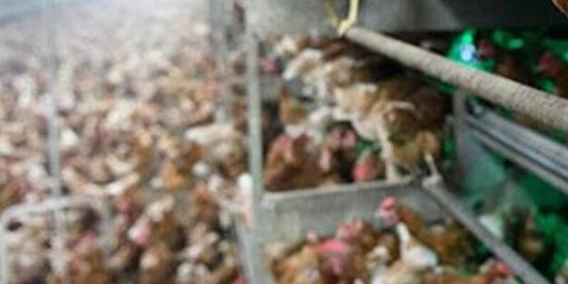 Güney Kore'de 67'nci kuş gribi vakası tespit edildi