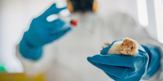 Güney Kore'de kuş gribi vakaları nedeniyle yaklaşık 2 milyon kanatlı itlaf edildi