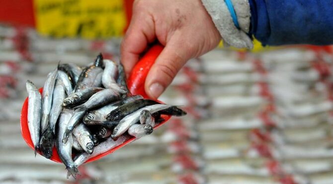 Hamsi nasıl kurtulacak? | Türkiye’de yasak ama…