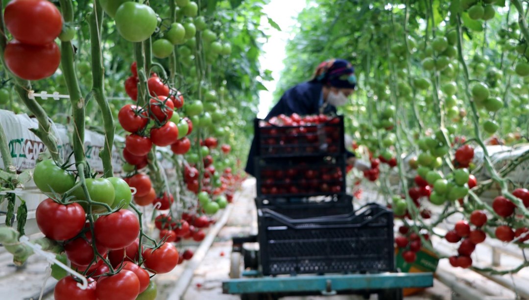 Hava sıcaklığının eksi 40'a kadar düştüğü Çaldıran'da, serada domates üretimi