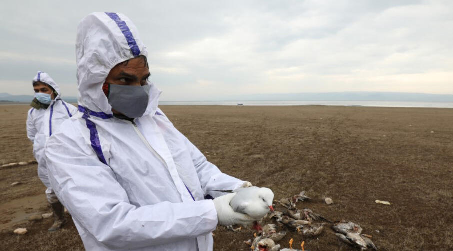 Hindistan’da 'kuş gribi' paniği