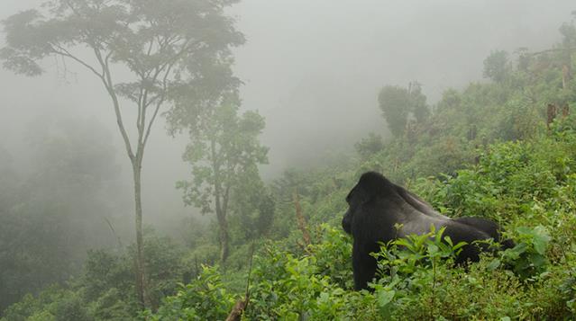 İlk kez maymun türünde görülüyor! İki gorilin korona testi pozitif çıktı
