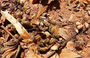 İklim değişikliği yaşamın döngüsünü sağlayan arıları hızla yok ediyor
