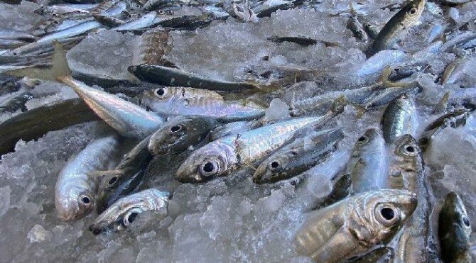 Karadeniz’de hamsi avına ‘kota’ önerisi