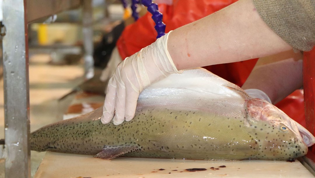 Karadeniz'den önce Vietnam'a, oradan Japonya'ya