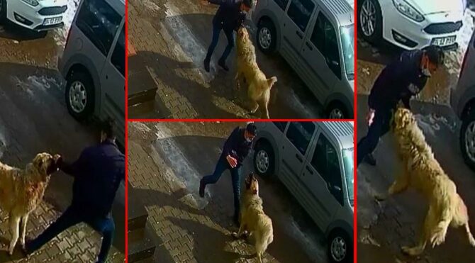 Kendisine saldıran köpekten yumruklayarak kurtuldu