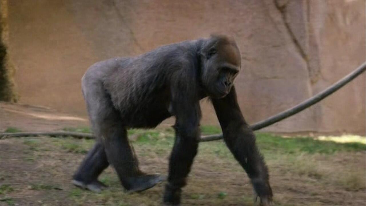 Koronavirüs gorillere de bulaştı | Video