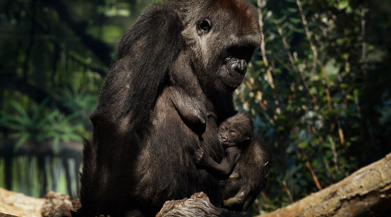 Koronavirüs ilk kez gorillerde tespit edildi