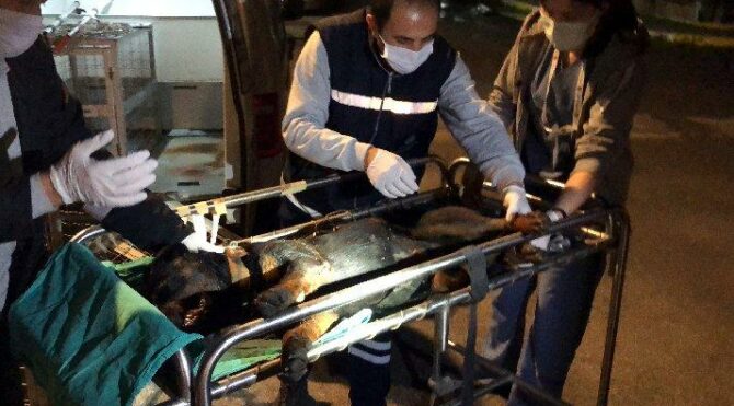 Öldüresiye dövüp çöplüğe atmışlar: Şüpheliye para cezası kesildi