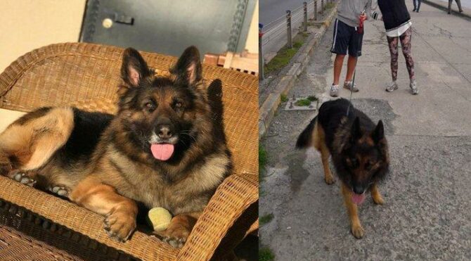 Öldürülen Nero’nun sahibi ‘takipsizlik’ kararına itiraz etti