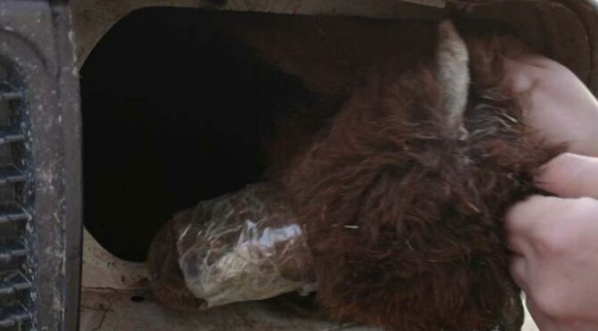 Otomobilin farından bile kuzu çıktı