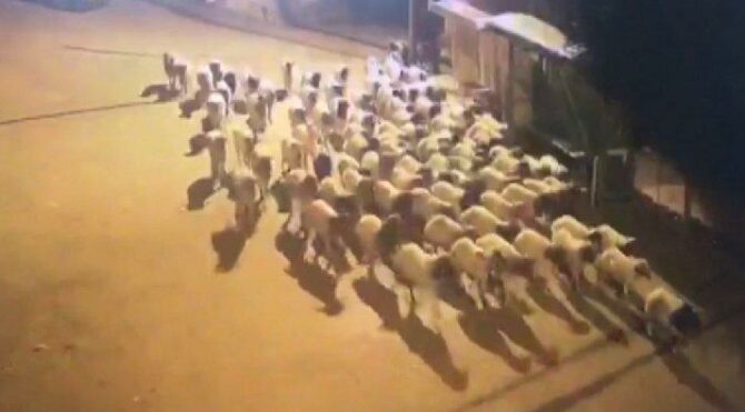 Polis, çalınan koyunları dışkılarını takip ederek buldu