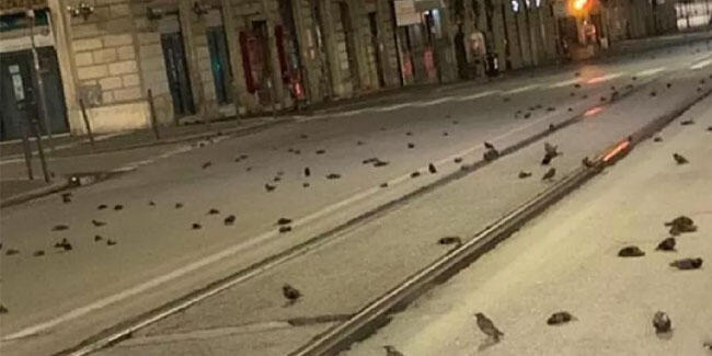 Roma'da yılbaşı kabusu! Yüzlerce kuş öldü