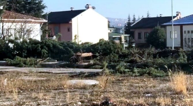 Sokağa çıkma yasağını fırsat bilip ağaçları kestiler