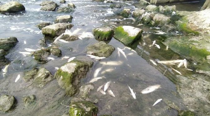 Tarsus’ta korkutan balık ölümleri! İnceleme başlatıldı