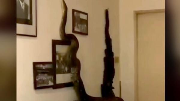 Tayland’da 3.5 metrelik piton eve girdi