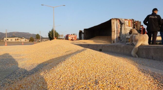 Tır devrildi tonlarca mısır yolu kapladı