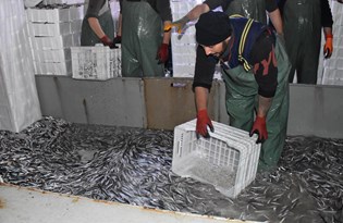 Balıkçılardan hamsi avının serbest olduğu İğneada'ya akın