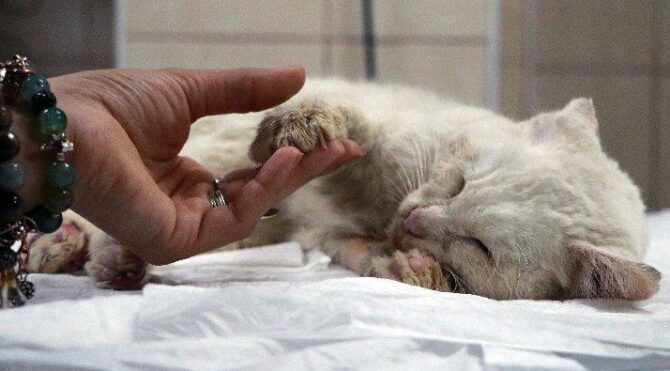 Tüfekle vurulan ‘Sakız’ yaşam mücadelesini kaybetti