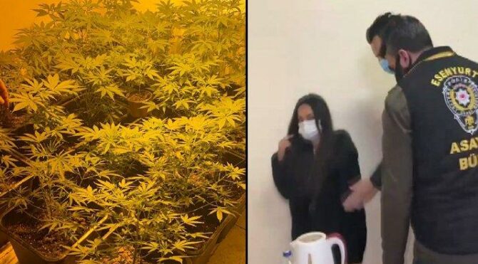 Üstü emlakçı altı uyuşturucu serası