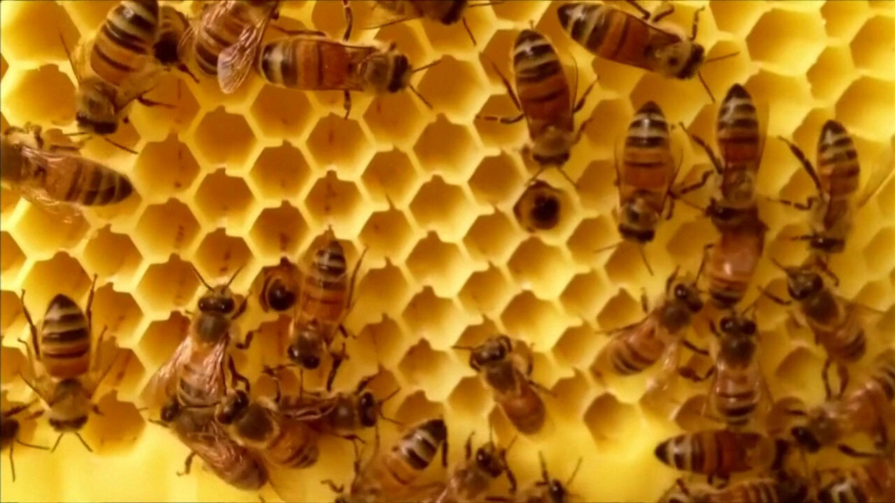 Uyuşturucuyu arılar bulacak! | Video