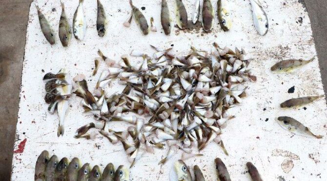 Uzmanlar uyardı: Balon balığı çok tehlikeli