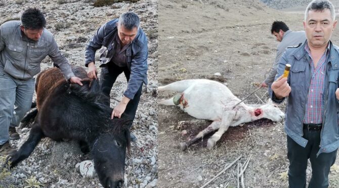 Vahşet! Biri hamile iki yılkı atı silahla vuruldu
