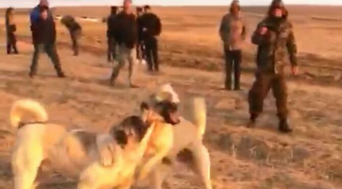 Vahşet! Köpekleri birbirine parçalattılar