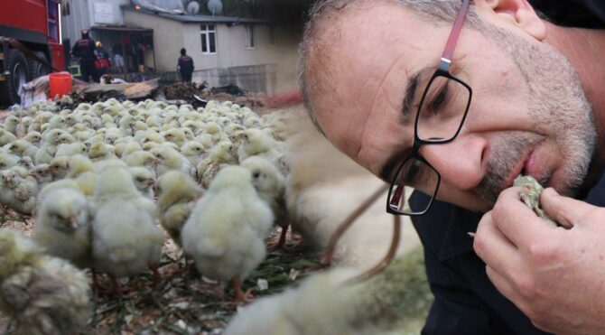 56 bin civcivin bulunduğu çiftlikte yangın