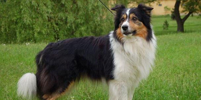 ABD'nin konuştuğu köpek! 5 milyon dolar miras kaldı