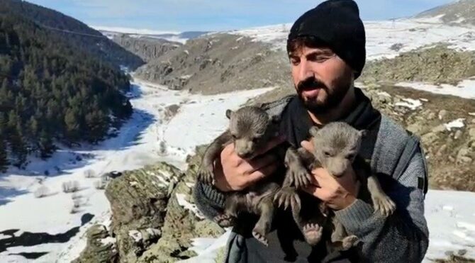 Ardahan’da yürekleri ısıtan görüntü: Yavru ayıları mağarasında besledi