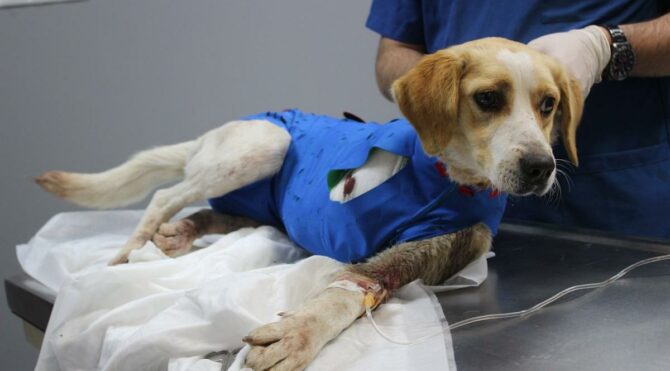 Av tüfeği ile vurulan köpek için zamanla yarıştılar