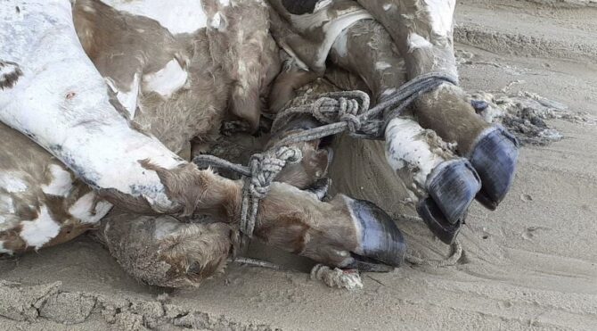 Bacakları bağlı, boğazı ve kulağı kesilmiş halde denizden çıkarıldı