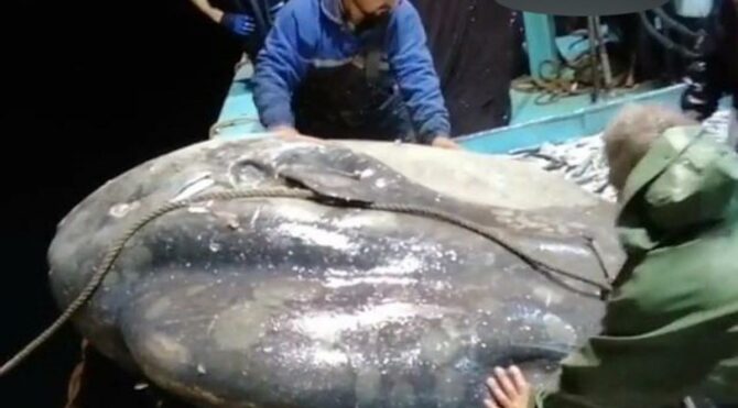 Balıkçıların ağına takıldı! Nesli tehlike altında…