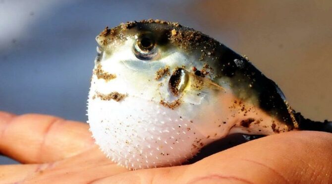 Balon balığı faciası iddiasına Sağlık Bakanlığı soruşturma başlattı