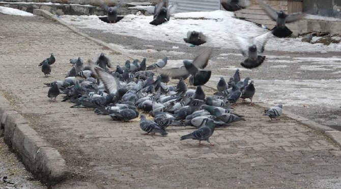 Batı’da kar çilesi, Doğu’da bahar havası