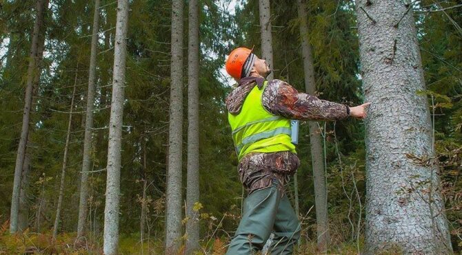 Bilecik Orman İşletme Müdürlüğü orman yolu yaptıracak