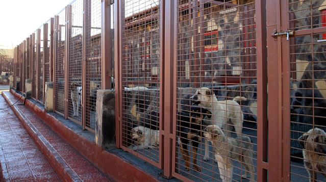 Bilim Kurulu üyesinden mutasyon uyarısı: Hayvan barınakları ve pet shoplar gibi yerlere ziyaretçi girişi kısıtlanmalı