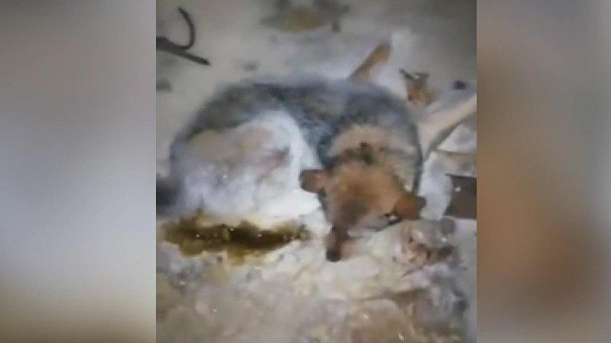 Eksi 54 derecede buz tutan köpek böyle kurtarıldı