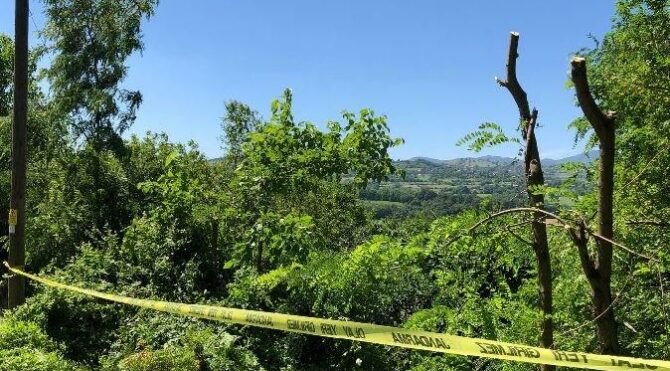 Budanan ağaç için kardeşi ve yeğenini öldürdü