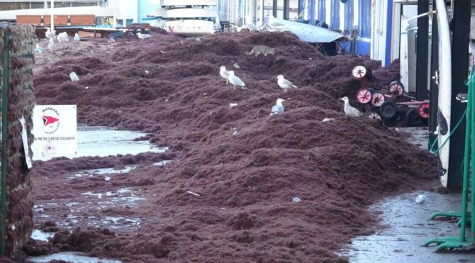 Caddebostan sahilini kırmızı yosun ve çöple kapladı