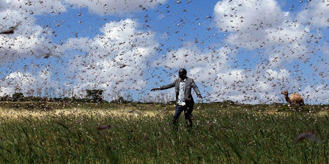 Çekirge istilası! Her gün 150 kilometre yol kat ediyorlar