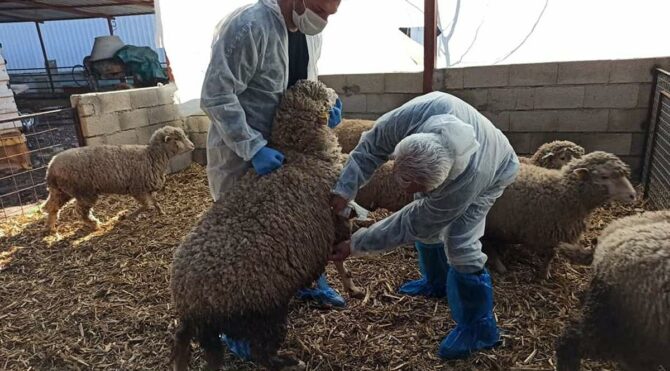 Çiçek hastalığı sonrası çiftlik karantinaya alındı