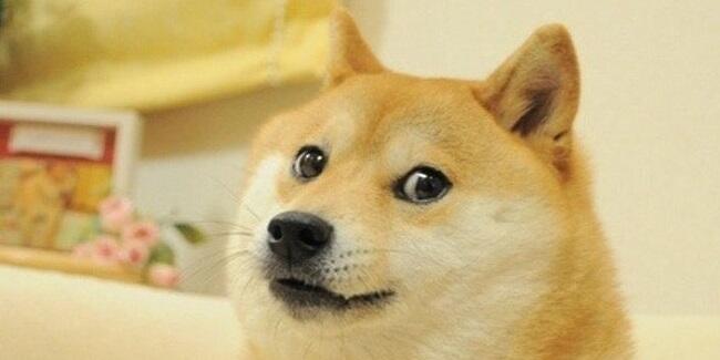 Dojo 4 Doge, Hypernominalization ne demek? Dojo 4 Doge türkçesi nedir?