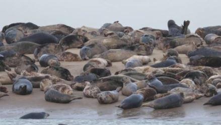Foklar Fransa’ya geri dönüyor