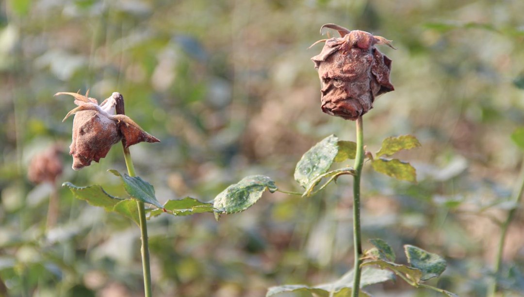 Geçen yıl pandemi bu yıl sel (14 Şubat Gülleri'nde 'kara leke')